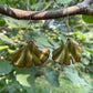 Ginkgo Earrings