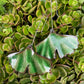 Ginkgo Earrings