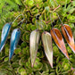 Olive Green Autumn Leaf Earrings