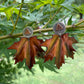Maple Leaf Earrings